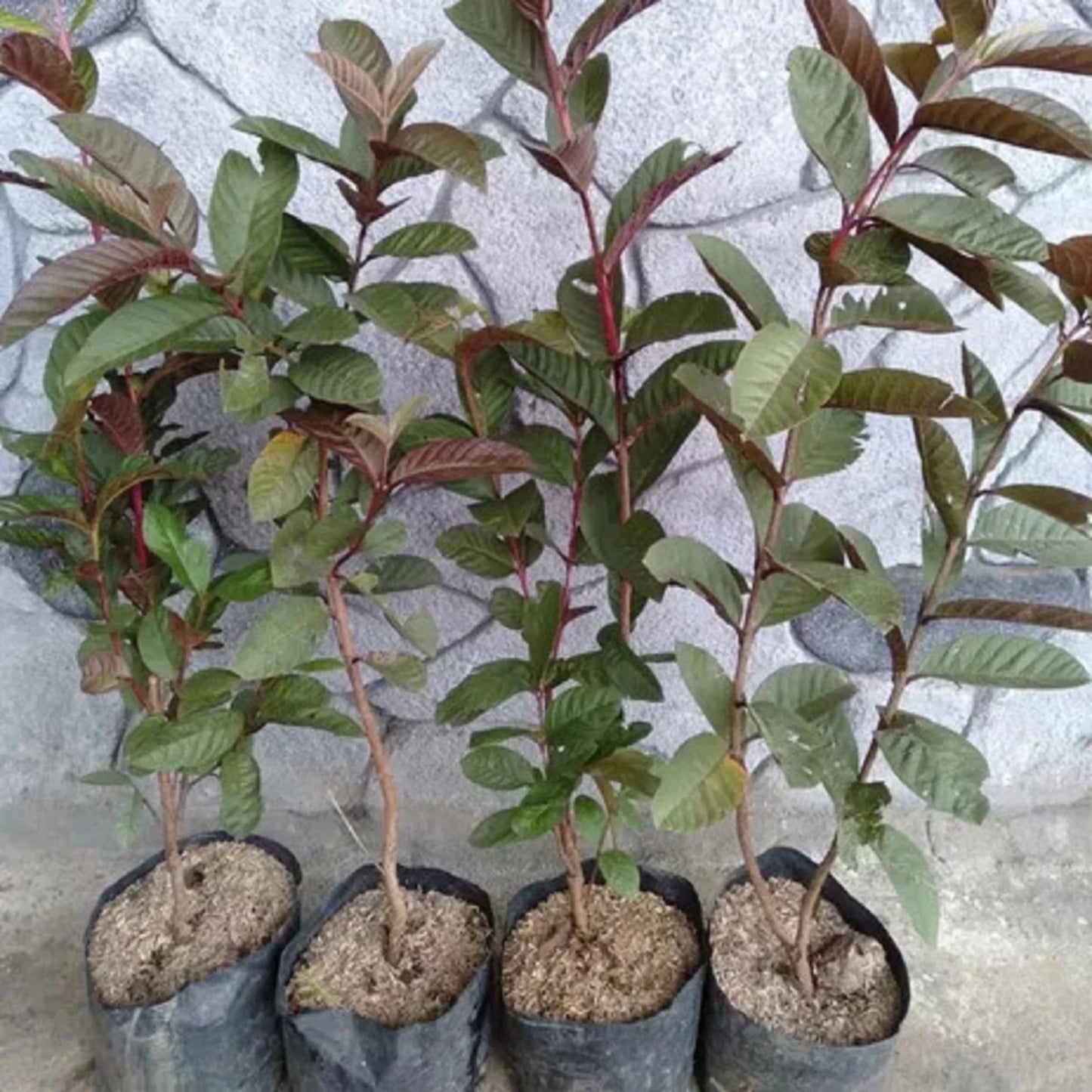 Premium Grafted Australia Guava Fruit Tree - Rare Tropical Fast Fruiting Plant