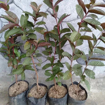 Premium Grafted Australia Guava Fruit Tree - Rare Tropical Fast Fruiting Plant