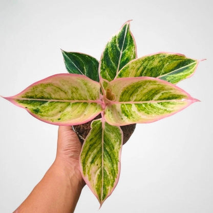 Aglaonema 'Dejavu' - Enchanting & Elegant Tropical Houseplant