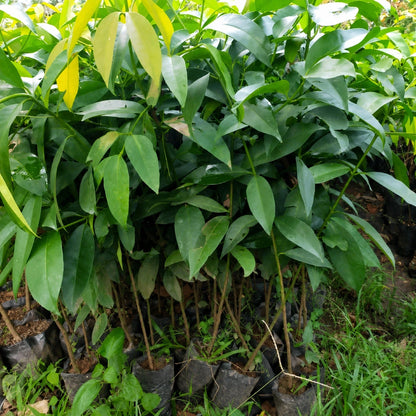Mundu Grafted - Rare Exotic Garcinia Dulcis Tropical Fruit Tree