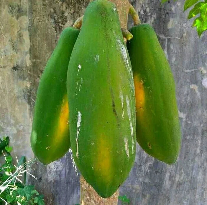 Bulk Jinggo Papaya Seeds (Carica papaya 'Jinggo') – 150 Pcs Premium Fresh Rare Exotic High-Sugar Dwarf Sweet Papaya Seeds for Planting