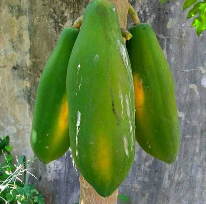 Bulk Jinggo Papaya Seeds (Carica papaya 'Jinggo') – 150 Pcs Premium Fresh Rare Exotic High-Sugar Dwarf Sweet Papaya Seeds for Planting