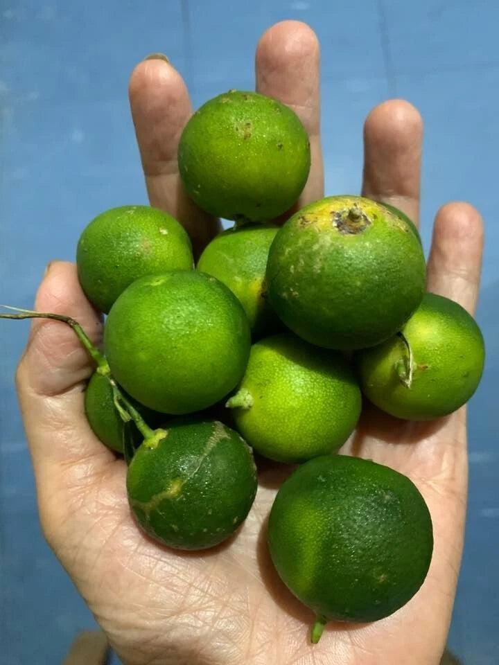 100+ Calamansi Kasturi Orange Seeds (Citrus microcarpa / Calamondin / Acid Citrus Tree) – Premium Exotic Fruit Tree & Orchard Seeds for Planting