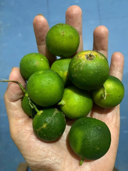 100+ Calamansi Kasturi Orange Seeds (Citrus microcarpa / Calamondin / Acid Citrus Tree) – Premium Exotic Fruit Tree & Orchard Seeds for Planting