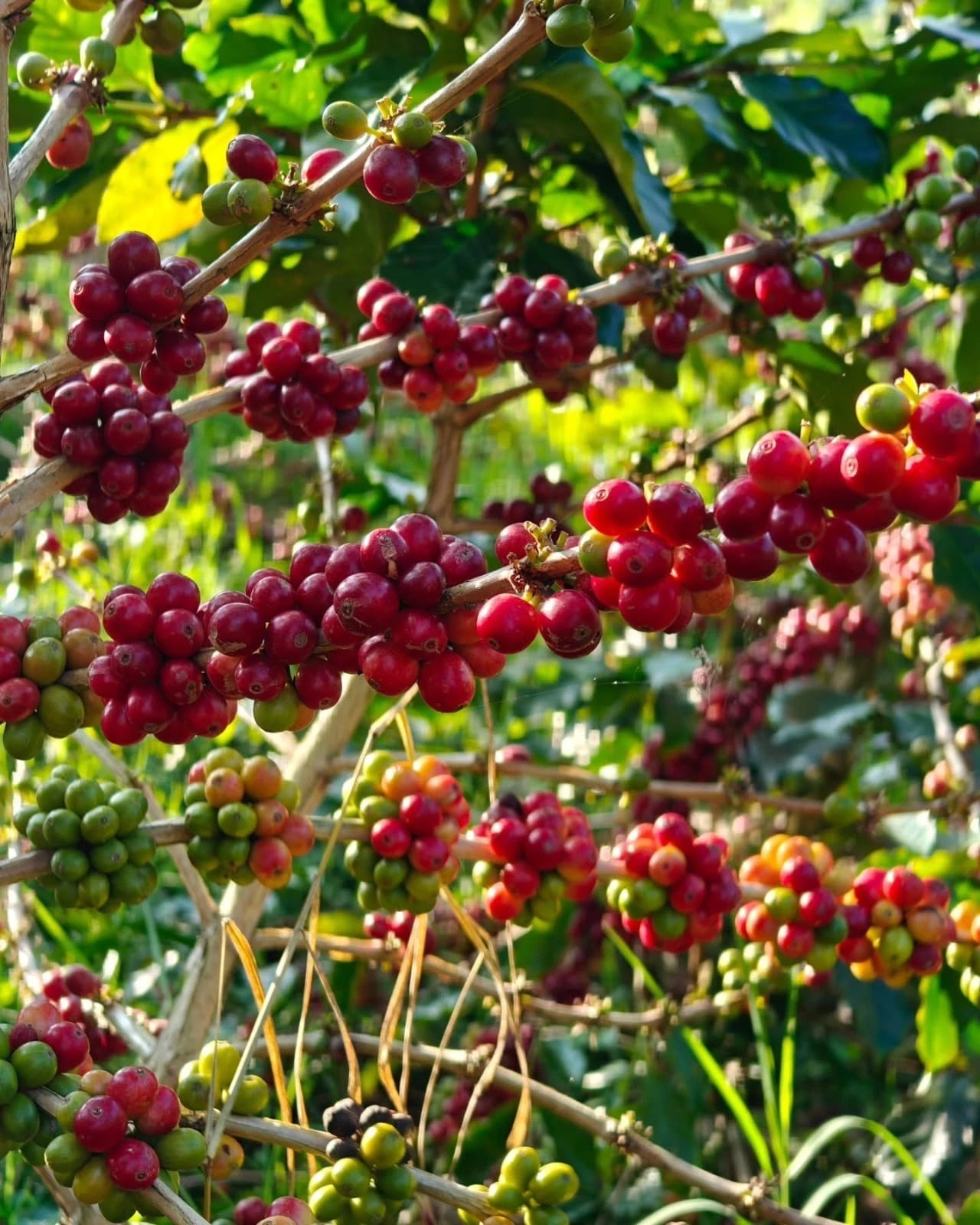 Timor Hybrid Coffee 300+ Seeds (Coffea arabica x Coffea canephora) – Bulk Natural Interspecific Hybrid Coffee Beans for Planting and Cultivation