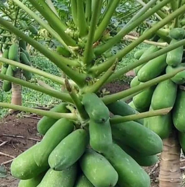 Premium Callina Papaya Seeds (Carica papaya var. Callina) – Red Pawpaw Tropical Fruit Tree Seeds for Planting (150+ Pcs)