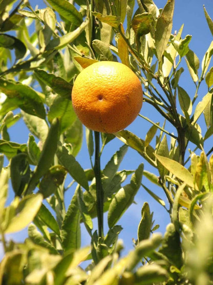 Fallglo Orange Seeds 100 pcs (Citrus sinensis) – Premium Certified Sweet Mandarin-Tangerine Hybrid Fruit Tree Plant Seeds for Planting