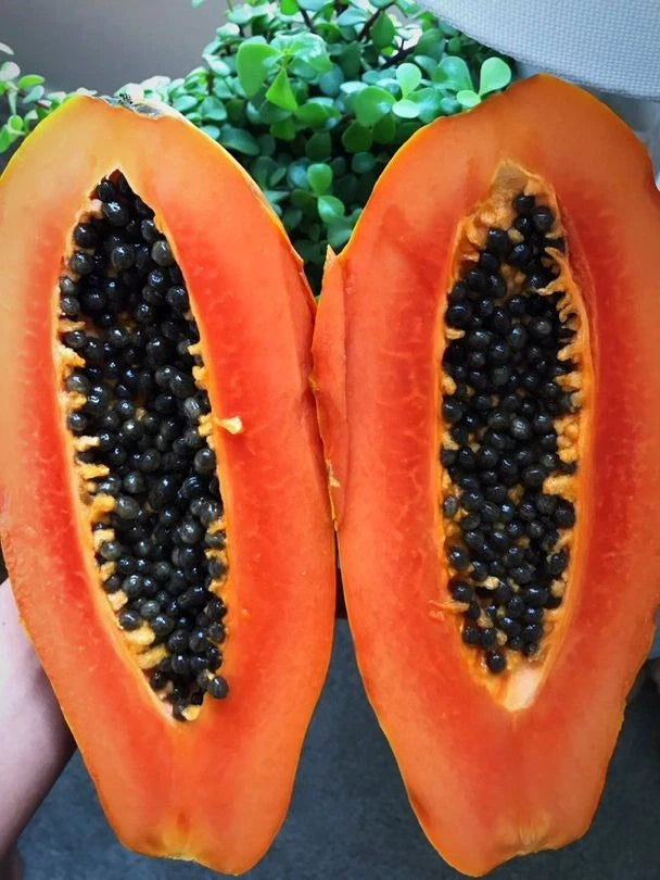 Red Prima Papaya Seeds (Carica papaya) – 150 Premium High-Yielding Sweet Red Papaya Seeds
