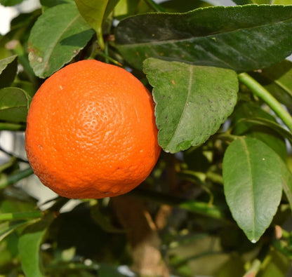 Fallglo Tangerine Seeds (Citrus reticulata) – 100+ Premium Fresh Citrus Seeds