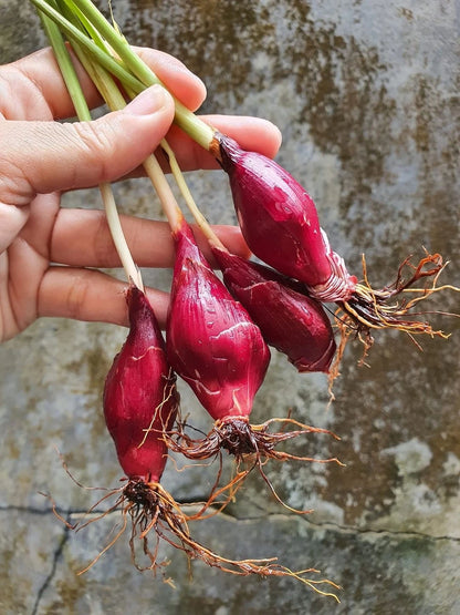 Dayak Onion Sabrang Bulbs (Eleutherine palmifolia / 300+ Grams Medicinal & Ornamental Bulb Specimen) – Premium Exotic Botanical Agricultural Crop for Planting