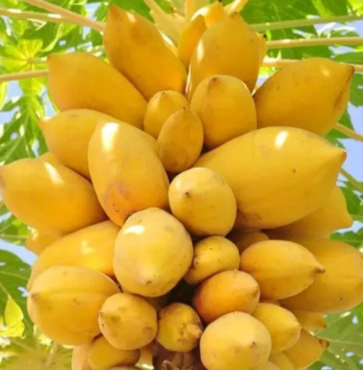 Extra Sweet Golden King Papaya Seeds (Carica papaya) – High-Yield Tropical Fruit Seeds for Planting