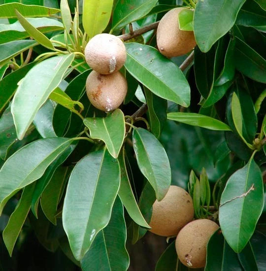 Krasue Sapodilla Seeds (Manilkara zapota) – 35+ Premium Rare Sweet Krasuey Sawo Chico Seeds