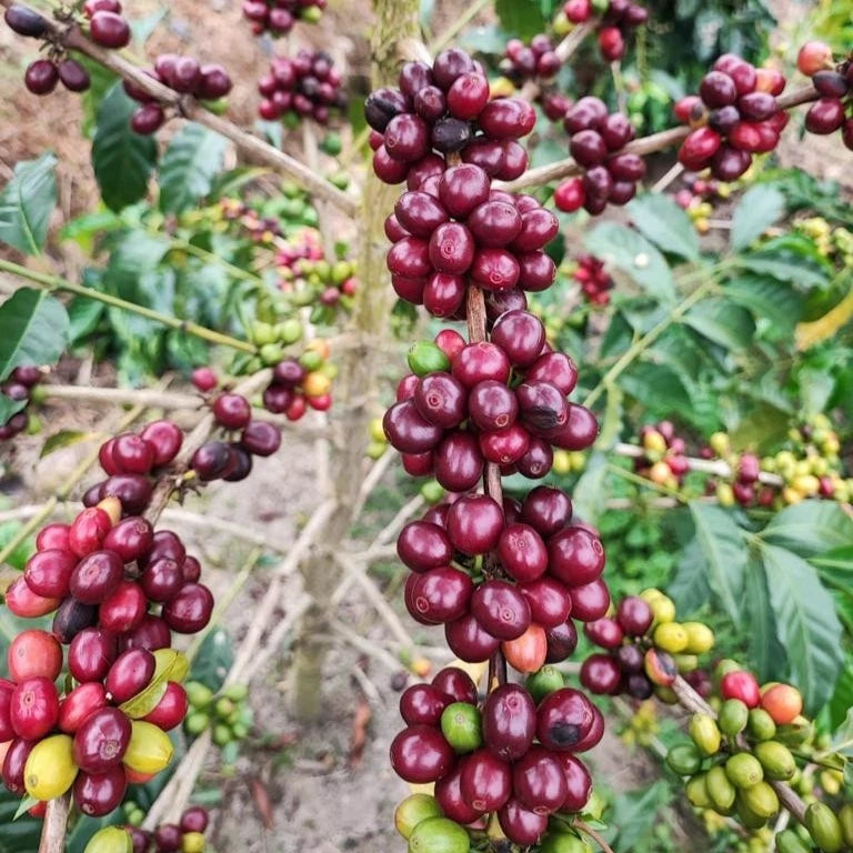 Bourbon French Mission Coffee Seeds (Coffea arabica) – 120+ Premium Coffee Beans