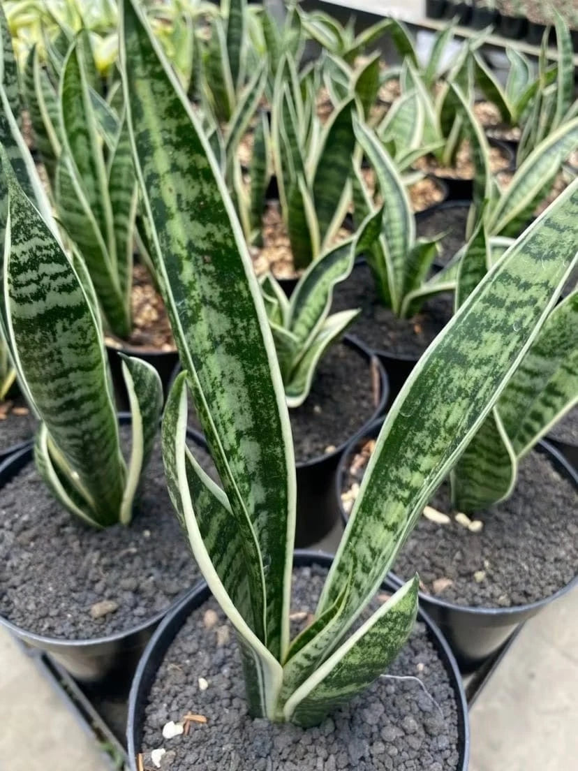 Sansevieria White Twisty Rare Tropical Snake Plant Seeds / Rhizomes (Sansevieria trifasciata 'White Twisty') – Premium Certified Variegated Bow String Hemp Plant for Planting