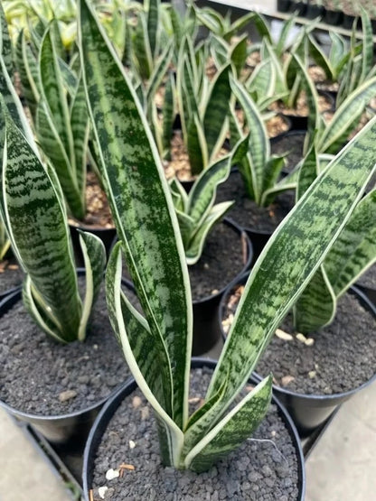 Sansevieria White Twisty Rare Tropical Snake Plant Seeds / Rhizomes (Sansevieria trifasciata 'White Twisty') – Premium Certified Variegated Bow String Hemp Plant for Planting
