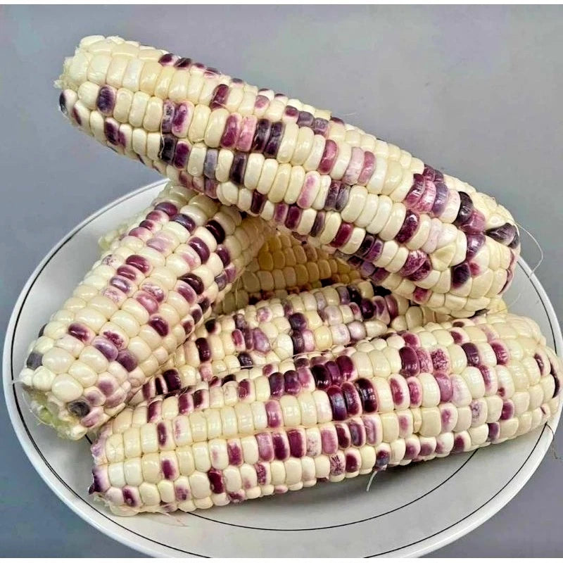 Premium White Purple Batik Waxy Corn Seeds (Zea mays ceratina) – Heirloom Sticky Variegated Corn Seeds for Planting (2,000+ Pcs)