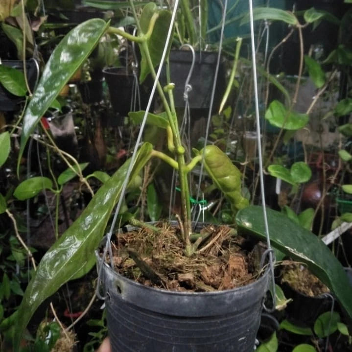 Rare Hoya Kaimuki Sp. Papua Live Plant - Exotic Tropical Wax Plant
