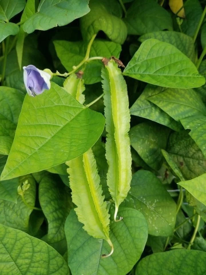 Green Winged Bean Seeds (Psophocarpus tetragonolobus) – 2,000+ Bulk Premium Asparagus Pea Seeds