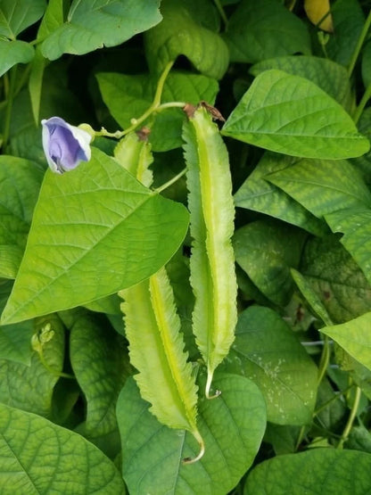 Green Winged Bean Seeds (Psophocarpus tetragonolobus) – 2,000+ Bulk Premium Asparagus Pea Seeds