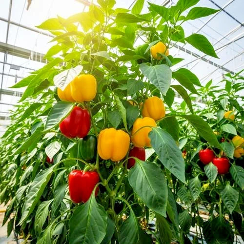 100++ Sweet Bell Pepper Seeds (Capsicum annuum) - Premium Easy to Grow Crisp Vegetable Seeds