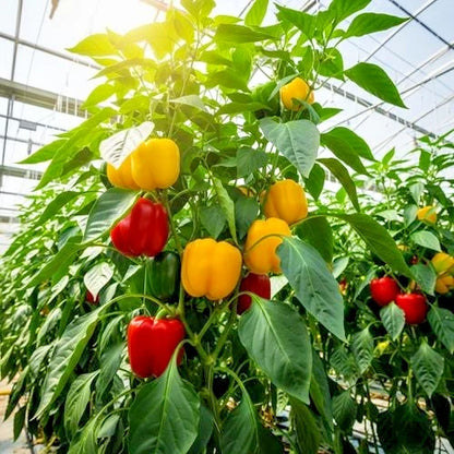 100++ Sweet Bell Pepper Seeds (Capsicum annuum) - Premium Easy to Grow Crisp Vegetable Seeds