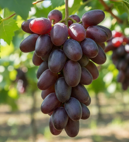 Baikonur Grape Seeds (Vitis vinifera 'Baikonur') – Premium Certified Designer Table Grape Fruit Vine Seeds for Planting