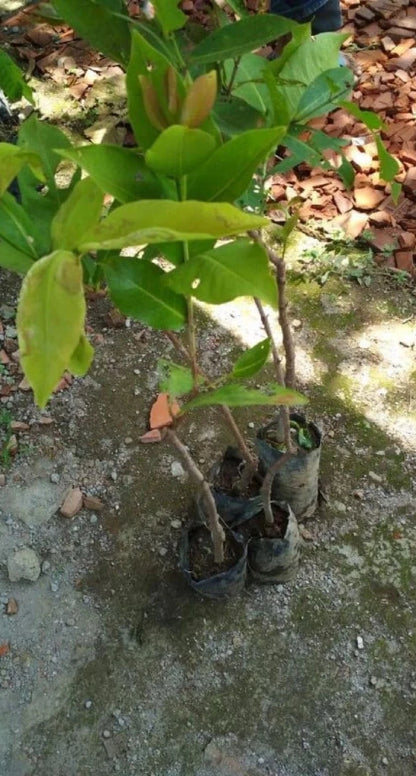 Madura Water Apple Fruit Tree - Grafted Rare Tropical Variety