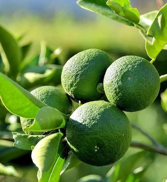 Sudachi Lime Seeds (Citrus sudachi) – 100+ Premium Japanese Lime Seeds