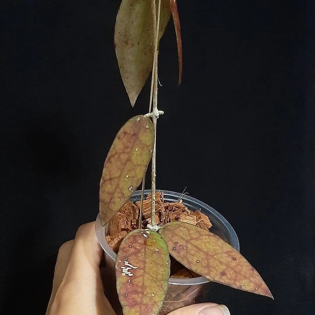 Rare Hoya Aff Scortechinii Borneo - Premium Veiny Leaf Exotic Tropical Wax Plant
