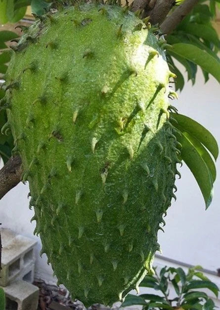 Bulk Nigerian Soursop Seeds (Annona muricata 'Nigerian Sweet') – 100+ Premium Fresh Rare Sweet Soursop Guanabana Seeds for Planting