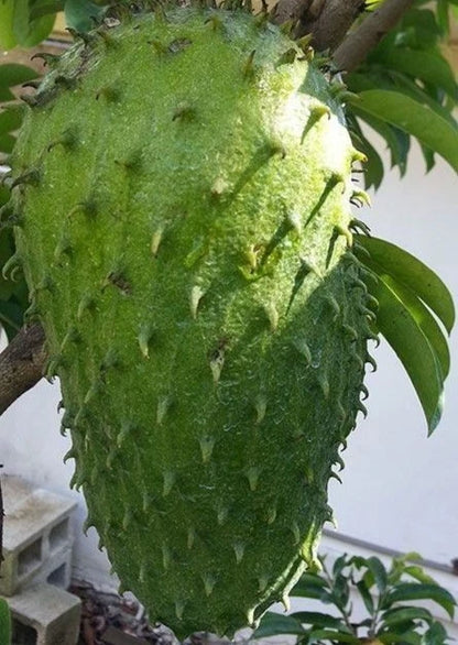 Bulk Nigerian Soursop Seeds (Annona muricata 'Nigerian Sweet') – 100+ Premium Fresh Rare Sweet Soursop Guanabana Seeds for Planting