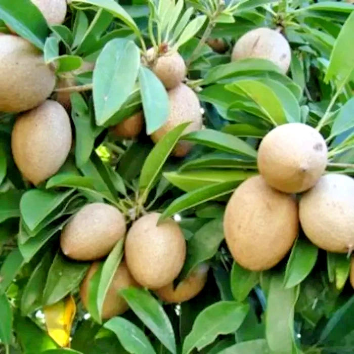 35+ Manila Sapodilla Seeds (Manilkara zapota var. 'Manila') – Premium Sweet Malabar Plum & Tropical Chiku Fruit Tree Seeds for Planting