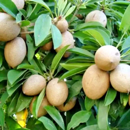 35+ Manila Sapodilla Seeds (Manilkara zapota var. 'Manila') – Premium Sweet Malabar Plum & Tropical Chiku Fruit Tree Seeds for Planting
