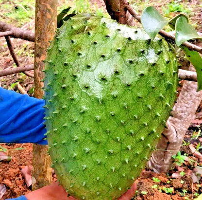 Giant Soursop Seeds 1,500+ (Annona muricata var. Giant) – Bulk Rare Tropical Fruit Tree & Graviola Seeds for Planting