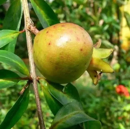 150+ White Pearl Pomegranate Seeds (Punica granatum var. White Pearl) – Premium Crystal White & Translucent Sweet Fruit Tree Seeds for Planting