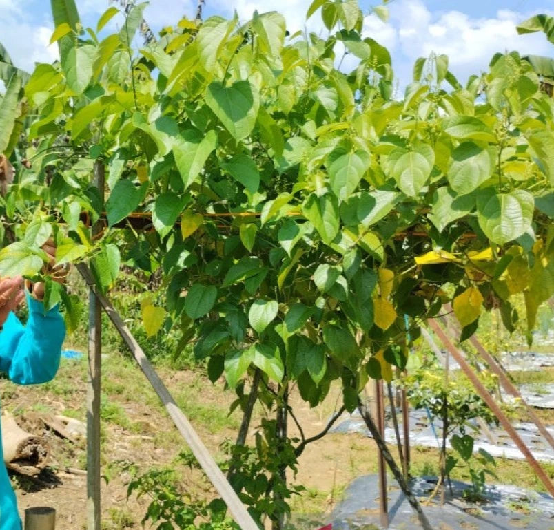 50+ Organic Sacha Inchi Seeds for Planting | Plukenetia volubilis | Inca Peanut | Tropical Superfood Vine