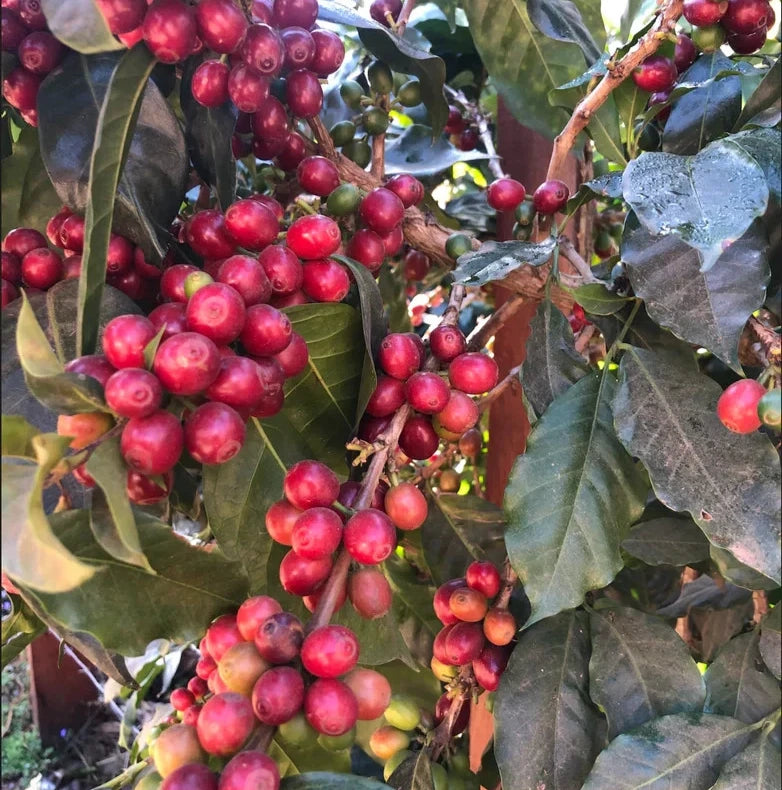 Abyssinia Coffee Seeds (Coffea sp. / 120+ Premium Heirloom Ethiopian Origin Specialty Coffee Bean Seeds) – Premium Botanical Specimen Plant Seeds for Planting