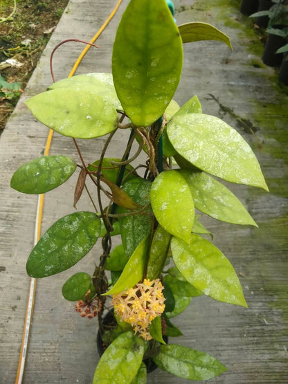 Hoya Cornerii - Rare & Unique Tropical Wax Plant