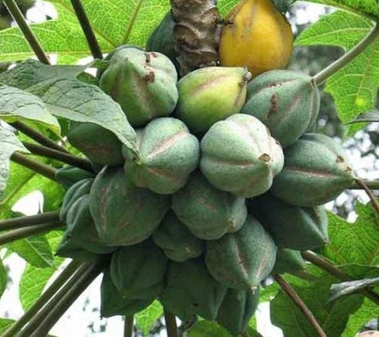 Mountain Papaya Seeds (Vasconcellea pubescens) – Rare High-Altitude Botanical Specimen (Collectors Quality)