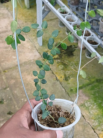 Hoya Pulleana sp. Papua (Wax Plant) – Rare Epiphytic Tropical Vine with Textured Foliage for Indoor & Outdoor Display