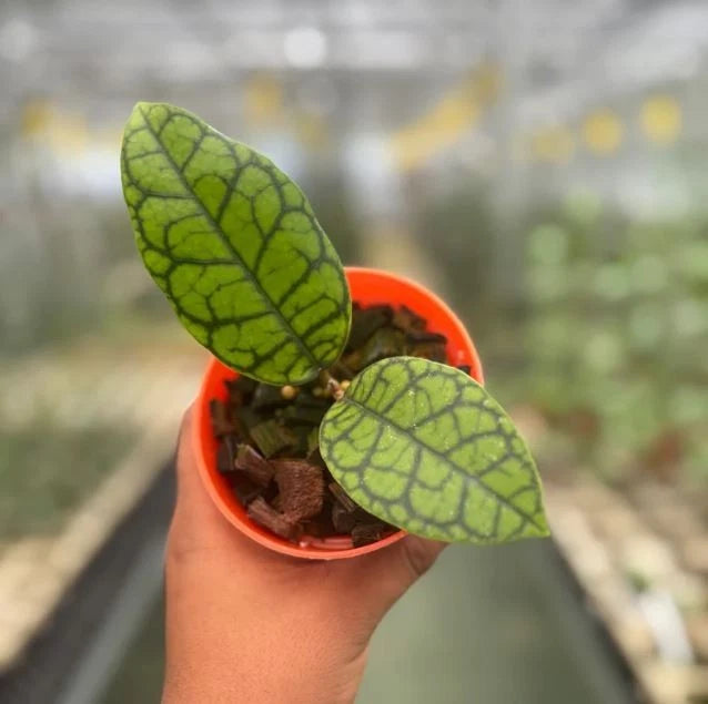 Stunning Hoya Calistophylla 'Black Octopus' – Rare Tropical Indoor & Outdoor Wax Plant