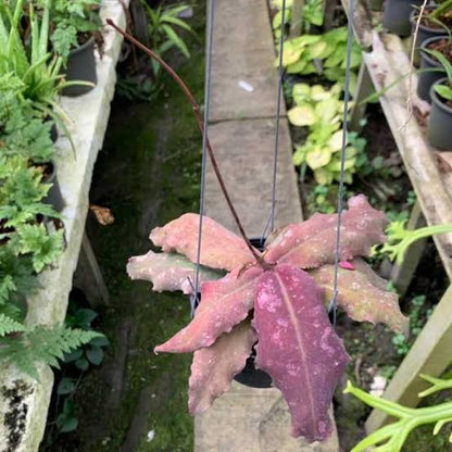 Rare Hoya Undulata Red Live Plant - Exotic Tropical Wax Plant