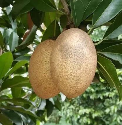 CO-1 Sapodilla Seeds (Manilkara zapota) – 35+ Premium High-Yield CO-1 Chikoo / Sapota Seeds for Planting