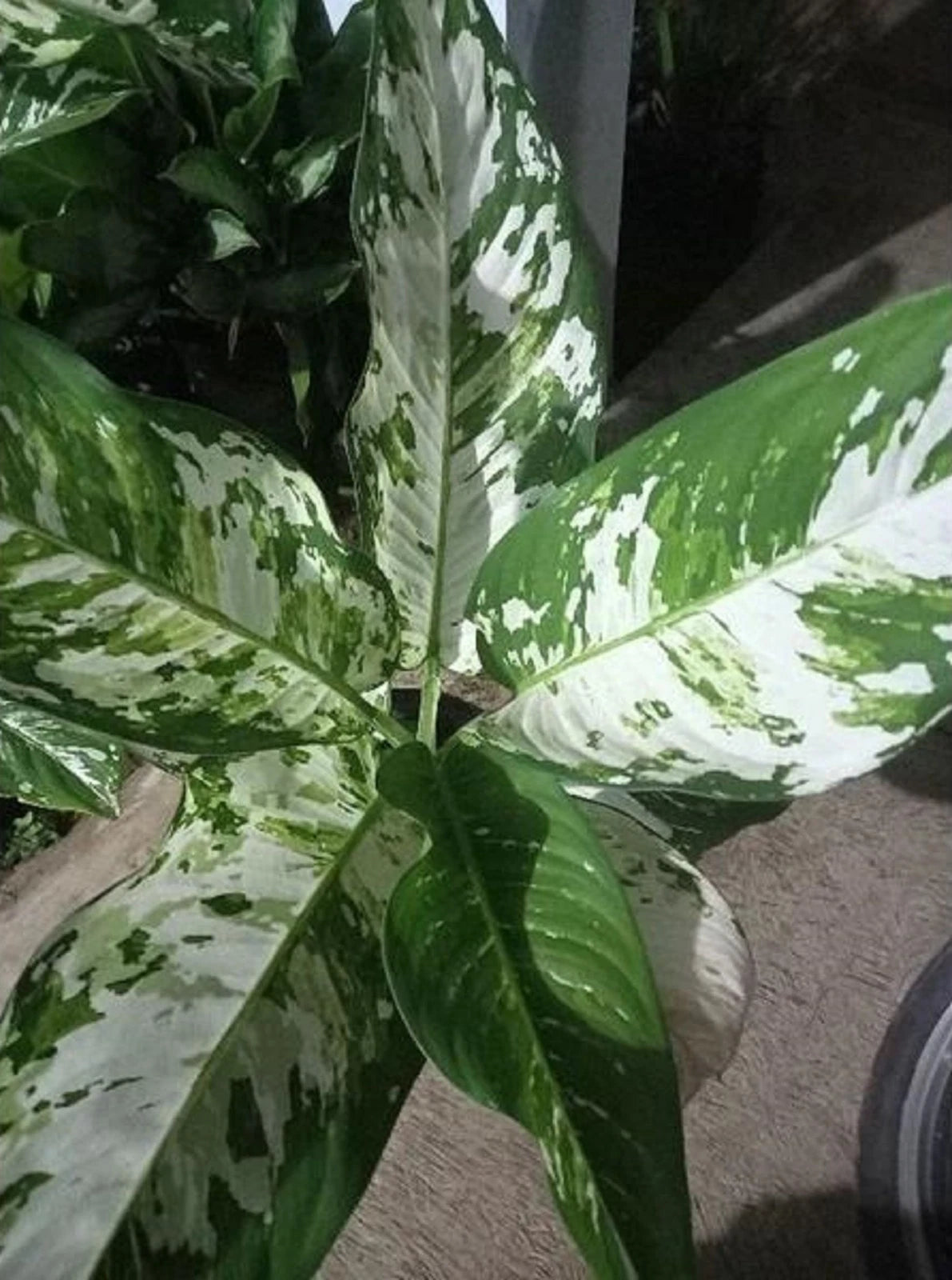 Rare Dieffenbachia Big Ben Variegated Live Plant - Exotic Tropical Foliage