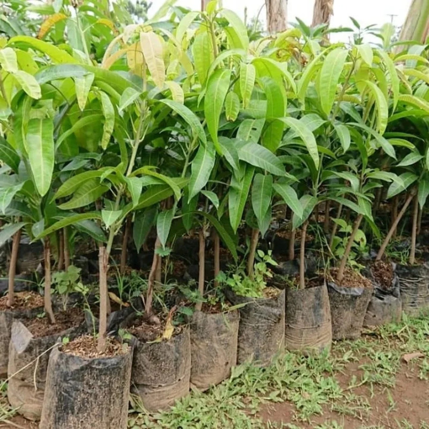Coconut Mango Grafted Fruit Tree - Premium Rare Tropical Fruit Sweet Coconut-Flavored Mango Variety