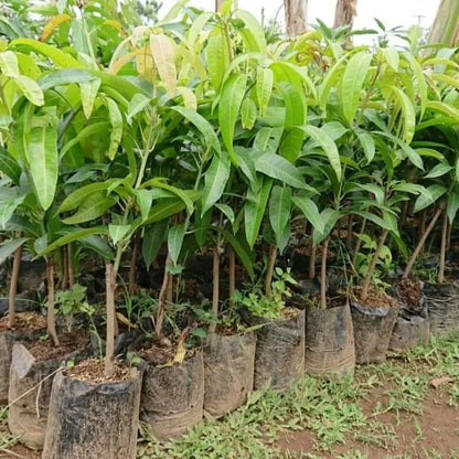 Coconut Mango Grafted Fruit Tree - Premium Rare Tropical Fruit Sweet Coconut-Flavored Mango Variety