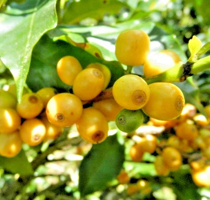 Yellow Catuai Coffee Seeds (120+ Bulk Seeds, Coffea sp. Catuai) – Premium Brazilian High-Yield Gourmet Coffee Bean Plant Seeds for Planting