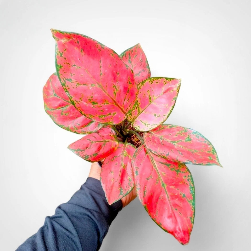 Aglaonema 'Red Valentine' - Romantic & Vibrant Tropical Houseplant