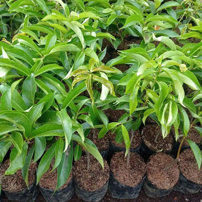 Grafted 'Jamaican' Water Apple (Wax Apple) – Premium Tropical Fruit Tree