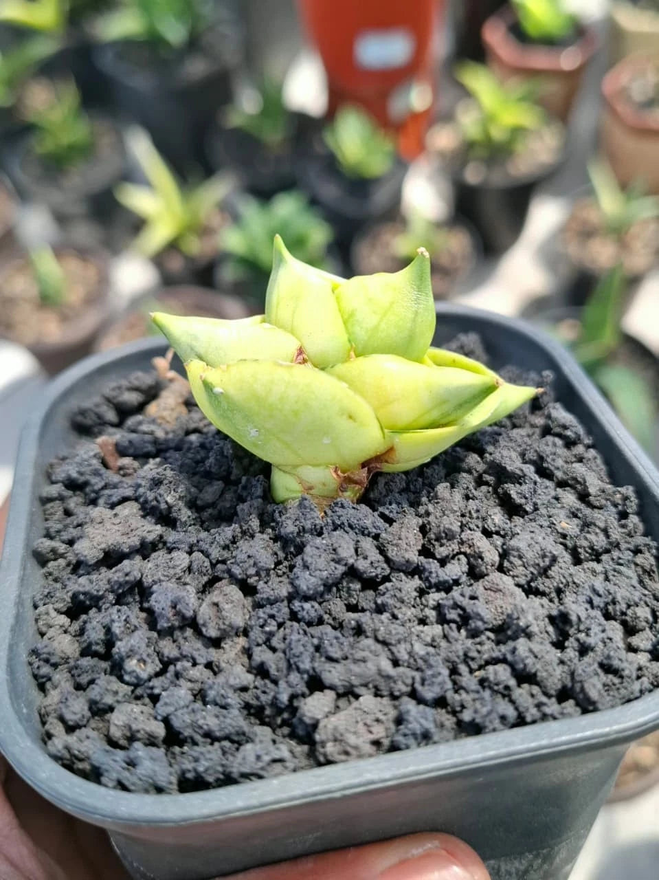 Sansevieria 'BNC' Variegated - Rare Tropical Snake Plant